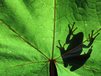 Pacific Tree Frog On A Maple Leaf by Darrell Gulin Pricing Limited Edition Print image