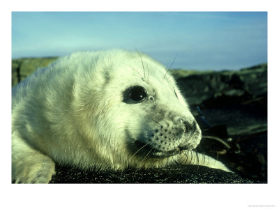 Grey Seal, Pup, Northumberland by Graham Wren Pricing Limited Edition Print image