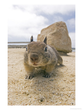 Beecheys Ground Squirrel, California, Usa by David Courtenay Pricing Limited Edition Print image