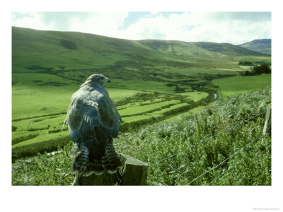 Buzzard, Clwyd by Michael Leach Pricing Limited Edition Print image