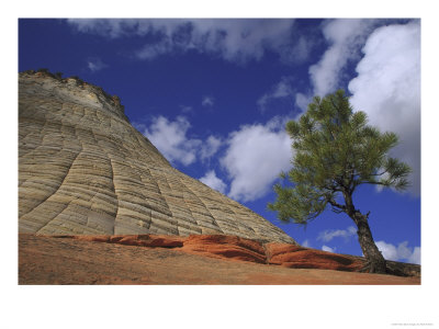 Checkerboard Mesa And Ponderosa Pine (Pinus Ponderosa), Zion National Park, Usa by Mark Hamblin Pricing Limited Edition Print image
