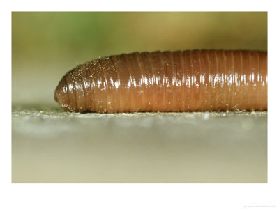 Earthworm, Head by London Scientific Films Pricing Limited Edition Print image