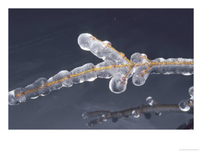 Ice-Covered Branch, Botanical Garden, Canada by Philippe Henry Pricing Limited Edition Print image