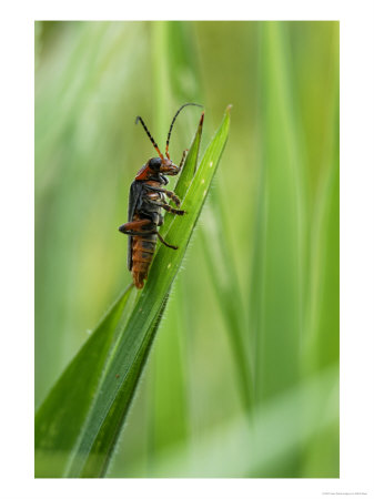 Soldier Beetle On Grass Stem, London, Uk by Elliott Neep Pricing Limited Edition Print image