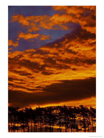 Scots Pine, Pinus Sylvestris Silhouetted At Sunrise, Scotland by Mark Hamblin Pricing Limited Edition Print image