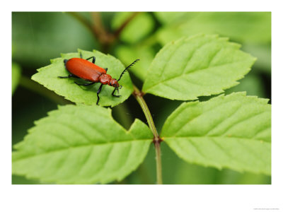 Cardinal Beetle On Leaf, Middlesex, Uk by Elliott Neep Pricing Limited Edition Print image