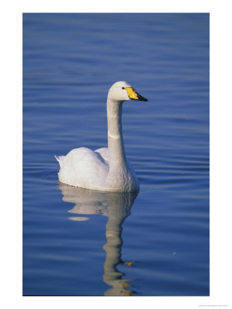 Whooper Swan, Adult On Water In Winter, Uk by Mark Hamblin Pricing Limited Edition Print image