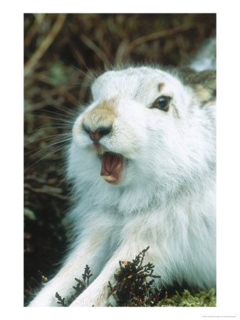 Mountain Hare Or Blue Hare, Yawning And Stretching, Scotland, Uk by Richard Packwood Pricing Limited Edition Print image