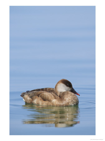 Red-Crested Pochard, Female On Water, Lake Geneva, Switzerland by Elliott Neep Pricing Limited Edition Print image