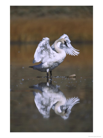 Trumpeter Swan, Adult Flapping Wings, Usa by Mark Hamblin Pricing Limited Edition Print image