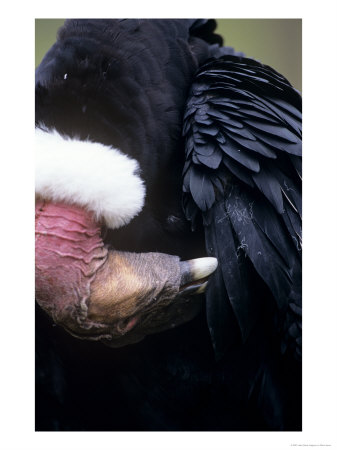 Andean Condor, Adult Male, Condor Huasi Rehab Project, Hacienda Zuleta, Cayambe by Mark Jones Pricing Limited Edition Print image