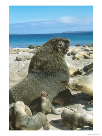 New Zealand (Hooker) Sea Lion, Enderby Island, Auckland Group by Mark Jones Pricing Limited Edition Print image
