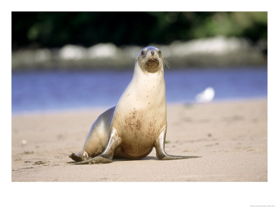 New Zealand (Hooker) Sea Lion, Endangered Cow Coming Ashore To Nurse Pup, Auckland Island by Mark Jones Pricing Limited Edition Print image