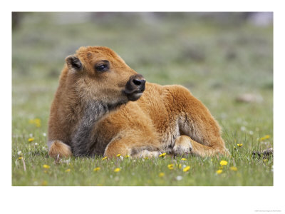 Bison, Young Calf Laid Down Resting In Open Meadow, Usa by Mark Hamblin Pricing Limited Edition Print image