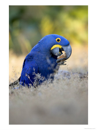 Hyacinth Macaw, Parrot Eating Brazil Nuts, Brazil by Roy Toft Pricing Limited Edition Print image