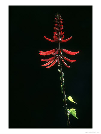 Coral Bean, Everglades National Park, Usa by Werner Bollmann Pricing Limited Edition Print image