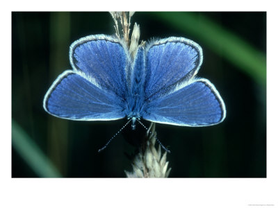 Common Blue, Male, Essex by Alastair Shay Pricing Limited Edition Print image
