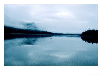 Common Loon, Swimming On A Lake, Quebec, Canada by Philippe Henry Pricing Limited Edition Print image