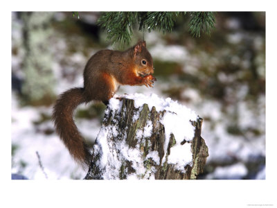 Red Squirrel, Sat On Stump In Snow Feeding, Uk by Mark Hamblin Pricing Limited Edition Print image