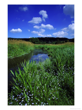 Wyver Lane Nature Reserve by Mark Hamblin Pricing Limited Edition Print image