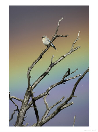Western Bluebird, Female Perched On Dead Tree With Rainbow In Background, Usa by Mark Hamblin Pricing Limited Edition Print image