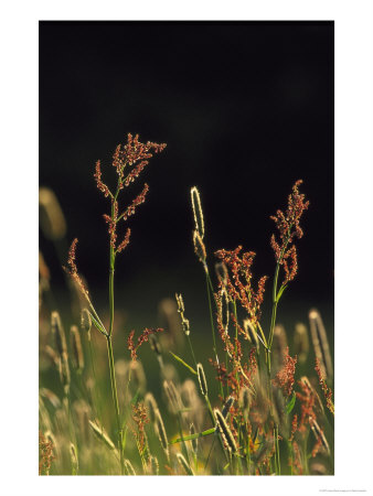 Common Sorrel In Grassland, Uk by Mark Hamblin Pricing Limited Edition Print image