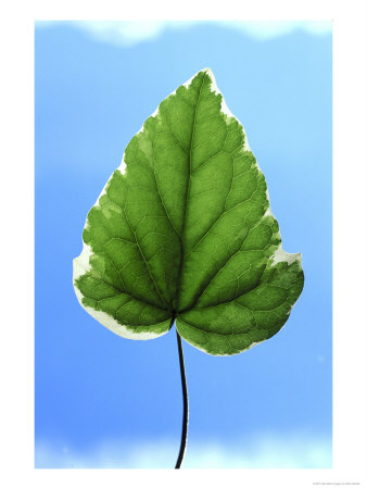 Variegated Ivy Leaf Close-Up Detail Against Blue Sky by Mark Hamblin Pricing Limited Edition Print image