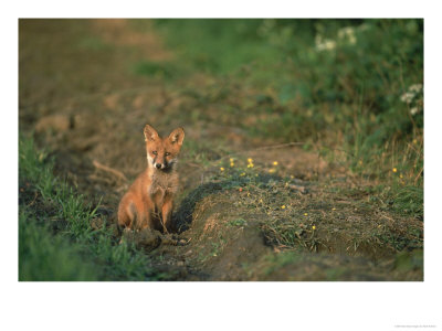 Red Fox, Vulpes Vulpes Cub Sat On Edge Of Field In Evening Light.Derbyshire, Uk by Mark Hamblin Pricing Limited Edition Print image