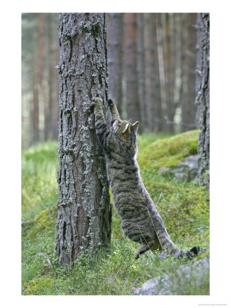 Scottish Wildcat, Adult Ready To Climb, Scotland by Mark Hamblin Pricing Limited Edition Print image