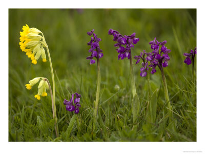 Green-Winged Orchids, With Cowslips by Bob Gibbons Pricing Limited Edition Print image