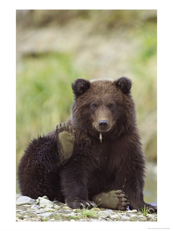 Grizzly Bear, Cub With Paw In Air, Alaska by Mark Hamblin Pricing Limited Edition Print image