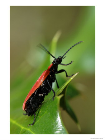 Cardinal Beetle On Holly Leaf, Middlesex, Uk by Elliott Neep Pricing Limited Edition Print image