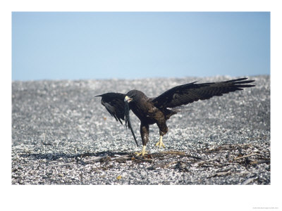 Galapagos Hawk, Preying On Marine Iguana Hatchling, Fernandina Island, Galapagos by Mark Jones Pricing Limited Edition Print image