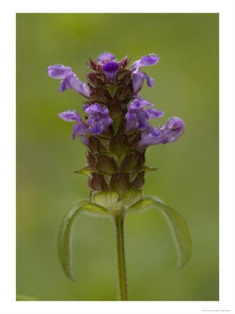 Common Self-Heal, Good Bee Plant by Bob Gibbons Pricing Limited Edition Print image