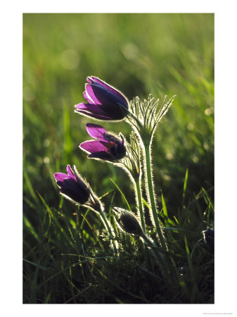 Pasque Flower, Small Group Backlit, Cambridgeshire, Uk by Mark Hamblin Pricing Limited Edition Print image