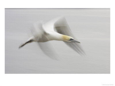 Gannet, Adult In Flight, Scotland, Uk by Mark Hamblin Pricing Limited Edition Print image