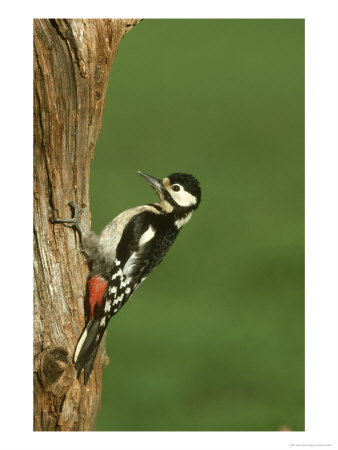 Great Spotted Woodpecker, Dendrocopos Major, Female On Rotten Stump by Mark Hamblin Pricing Limited Edition Print image