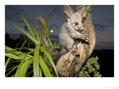 Brushtail Opossum At Dusk, New Zealand by Tobias Bernhard Pricing Limited Edition Print image
