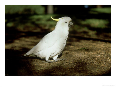 Sulphur Crested Cockatoo, Adult, Australia by Patricio Robles Gil Pricing Limited Edition Print image