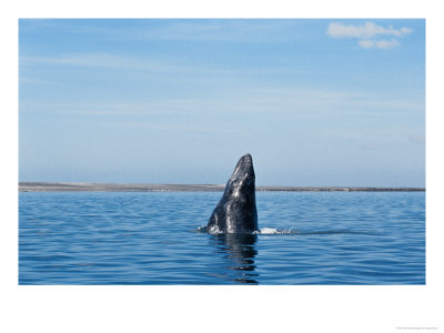 Grey Whale, Juvenile Breaching, Baja California, Mexico by Gerard Soury Pricing Limited Edition Print image