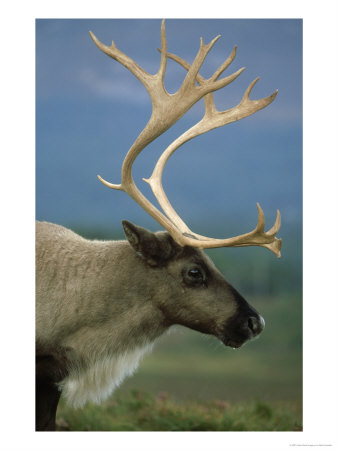 Reindeer, Rangifer Tarandus Portrait Of Adult Late Summer, Scotland by Mark Hamblin Pricing Limited Edition Print image