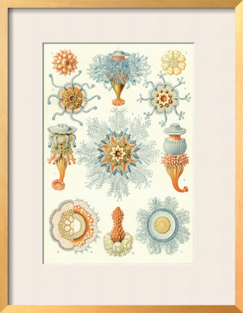 Night-Animal Fungus, Tablet 17, C.1899-1904 by Ernst Haeckel Pricing Limited Edition Print image