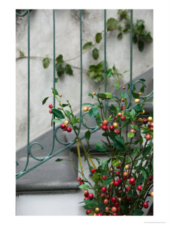 Coffee Tree, Positano, Amalfi Coast, Campania, Italy by Walter Bibikow Pricing Limited Edition Print image