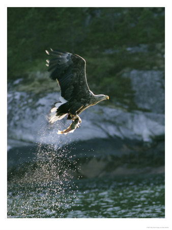 White-Tailed Eagle, Adult With Freshly Caught Fish, Norway by Mark Hamblin Pricing Limited Edition Print image