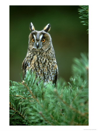 Long-Eared Owl, Adult, Scotland by Mark Hamblin Pricing Limited Edition Print image