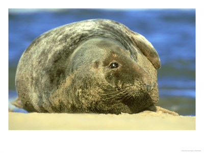 Grey Seal, Halichoerus Grypus Close-Up Portrait Of Bull On Sand Bar, N. Lincolnshire, U.K by Mark Hamblin Pricing Limited Edition Print image