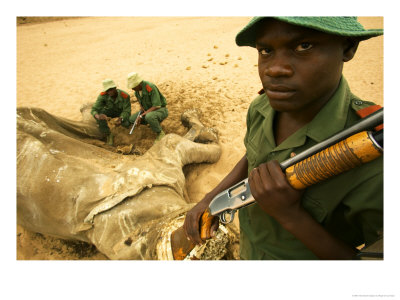 Game Rangers Inspecting Dead African Elephant, Botswana by Roger De La Harpe Pricing Limited Edition Print image