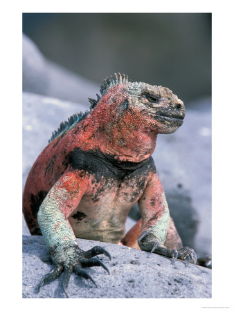 Marine Iguanas During Mating Season, Espanola Island, Galapagos Islands, Ecuador by Hugh Rose Pricing Limited Edition Print image