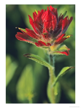 Indian Paintbrush by Chuck Haney Pricing Limited Edition Print image
