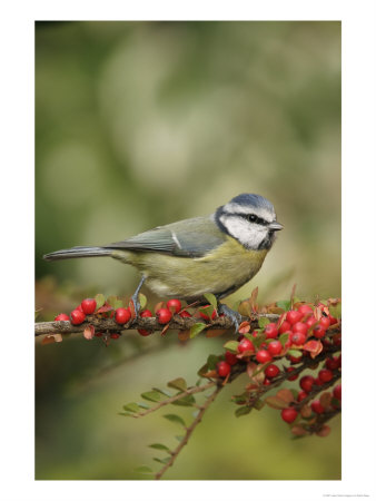 Blue Tit, Perching, Middlesex, Uk by Elliott Neep Pricing Limited Edition Print image